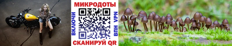 Псилоцибиновые грибы Psilocybine cubensis  Отрадный 
